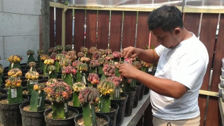 Melihat Budidaya Kaktus di Jombang yang Hasilkan Cuan Jutaan