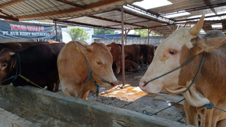 Ini Persiapan Pedagang Sapi, Jelang Idul Adha di Jombang