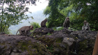 Diduga Kelaparan Puluhan Ekor Monyet Invasi Jalan Payung Kota Batu