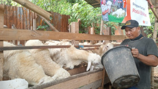 Stok Melimpah Desa Tanggungan Jadi Sentra Hewan Kurban di Jombang