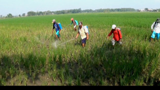Baru Tanam, Puluhan Hektare Tanaman Padi di Jombang Diserang Wereng