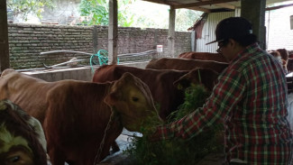 Jelang Idul Adha, Ancaman Wabah LSD Menghantui Peternak Sapi di Malang