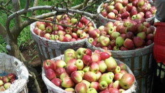 Ironi Apel Khas Kota Batu Lambat Laun Semakin Sirna