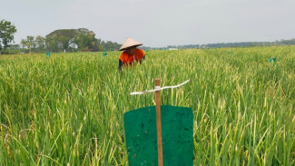 Jelang Musim Panen, Serangan Hama Ulat Bikin Petani Bawang di Jombang Cemas