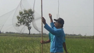 Jelang Musim Panen, Petani di Jombang Ketar Ketir Lihat Serangan Burung Pipit