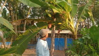 Fenomena Alam, Buah Pisang di Jombang Bertandan 3