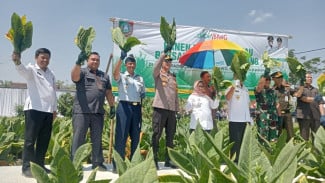 Petani di Jombang Panen Raya Di Tengah Naiknya Harga Tembakau