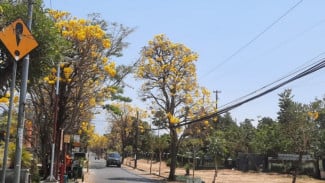 Tabebuya Bermekaran, Desa Pendem bak Negeri Sakura Jepang