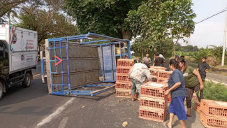 Ugal-ugalan di Jalan Raya, Truk Bermuatan Ayam Terguling di Jombang