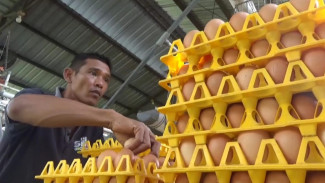 Harga Telur di Jombang Naik, Peternak Dapat Berkah dari Cuaca Ekstrem