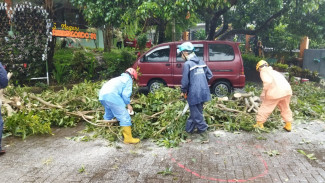 Angin Kencang Landa Kota Batu, Pohon Tumbang hingga Atap Sekolah Rusak