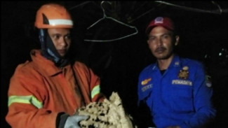 Balita di Jombang Tewas usai Disengat Tawon Vespa, Ibu dan Nenek Masuk RSUD