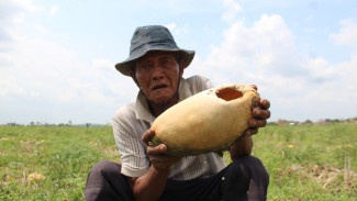 Tanaman Semangka Diserang Hama Tikus, Petani di Jombang Merugi Jutaan Rupiah
