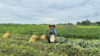 Antisipasi Musim Hujan, Petani di Jombang Lebih Milih Tanam Ubi daripada Padi