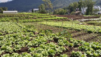 Electrifying Agriculture Upaya Pemkot Batu Tingkatkan Produksi Pertanian