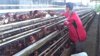 Harga Pakan Naik, Peternak Ayam Petelur di Jombang Terancam Gulung Tikar