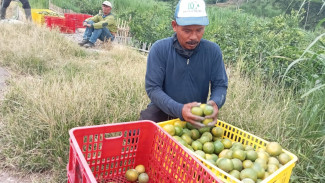 Pemkot Batu Tak Perlu Malu Akui Ikon Apel Sudah Tergantikan Jeruk