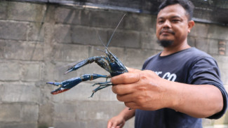Melihat Budidaya Lobster Air Tawar di Jombang