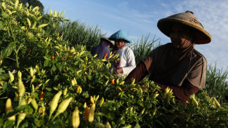Musim Penghujan Harga Cabai Melejit, Petani di Jombang Sumringah