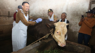 Waspada Penyebaran PMK, 700 Ekor Sapi di Kota Malang Disuntik Vaksin