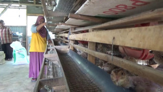 Dianggap Menjanjikan, Emak-emak di Jombang Raup Cuan Jutaan Rupiah dari Ternak Burung Puyuh