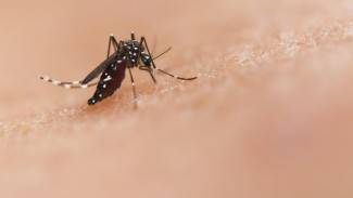 Mengenal Aedes Aegypti, Nyamuk Penyebab 5 Orang di Jombang Meninggal Dunia