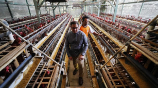 Jawab Keluhan Peternak Ayam, Pemkot Batu Bakal Berikan Subsidi Pakan