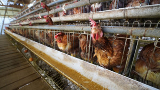 Solusi dari Asosiasi Peternak Demi Lindungi Harga Telur di Kota Batu