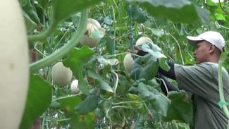 Musim Hujan, Harga Buah Melon di Jombang Naik