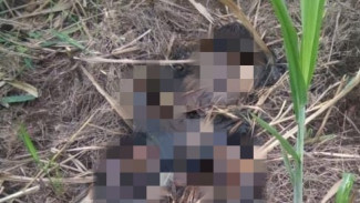 Temuan Jasad di Kebun Tebu Gegerkan Warga Jombang, Diduga Lansia Setempat yang Hilang