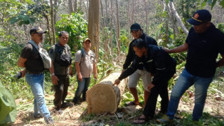 Pencuri Kayu Jati di Hutan Malang Ditangkap Polisi
