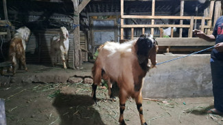 Kambing Peranakan Etawa Jadi yang Paling Diburu di Malang Untuk Berkurban
