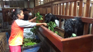 Kambing Etawa di Jombang jadi Primadona Untuk Berkurban