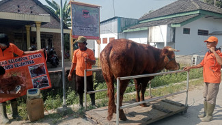 Berkah Idul Adha, 70 Ekor Sapi Kurban Poktan di Jombang Ludes Terjual