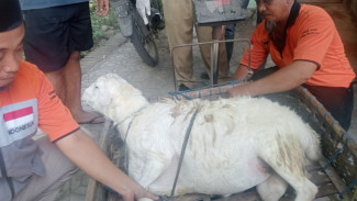 Pastikan Idul Adha Sesuai Syariat, Dinas Peternakan Jombang Lakukan Pengecekan Hewan Kurban