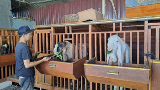 Kaji Brewok Berdagang Kambing Sambil Berdakwah Tebar Hewan Kurban ke Masjid Pelosok