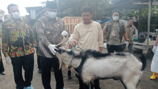Jelang Hari Raya Kurban, Jombang Dipastikan Zero PMK dan LSD