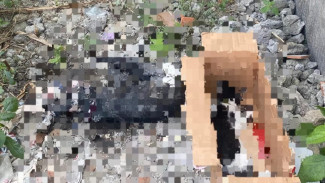 Heboh di Kota Malang Mendadak Ada 12 Kucing Mati