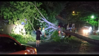 Pohon Tumbang di Kota Batu Timpa 2 Pengendara hingga Luka-Luka
