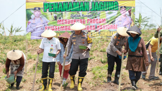 Manfaatkan Lahan Kosong, Polisi di Jombang Lakukan Penanaman Jagung