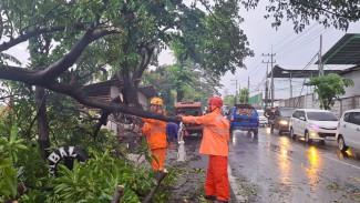 Hujan Deras Landa Pasuruan, Lima Pohon Tumbang Satu Pengendara Luka