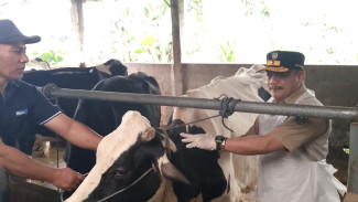 Wabah PMK Serang Jombang, 231 Terjangkit 11 Ekor Mati