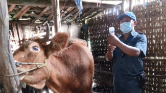 Terima Vaksin PMK, Prioritaskan Wilayah Terdampak di Pasuruan