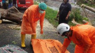 Petugas PMI Jombang Meninggal Dunia Usai Tertimpa Pohon saat Berkendara