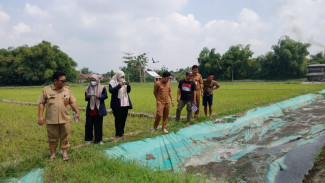 DLH Jombang Pastikan Air di Sawah Tambar Aman dari Cemaran Limbah Tahu