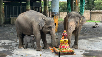 Anak Gajah di Batu Secret Zoo Ini Diberi Nama Diah Berarti Cahaya