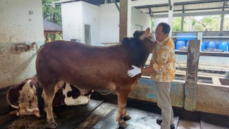 Tips Memilih Hewan Kurban saat Idul Adha