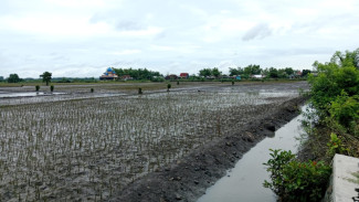 Petani Semangka di Jombang Merugi Jutaan Rupiah Akibat Hujan Lebat dan Banjir