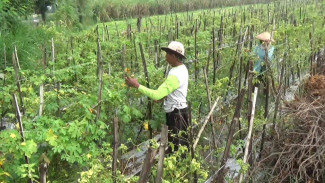 Curah Hujan Tinggi, Petani Cabai di Jombang Dalam Ancaman Serangan Hama dan Gagal Panen