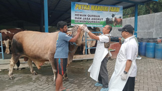 Melihat Pedrosa, Sapi Kurban Presiden Prabowo yang Dibeli di Sumbermulyo Jombang